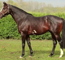 Chevaux de course à vendre à Bordeaux et Villenave-d'Ornon